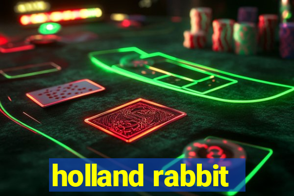 holland rabbit