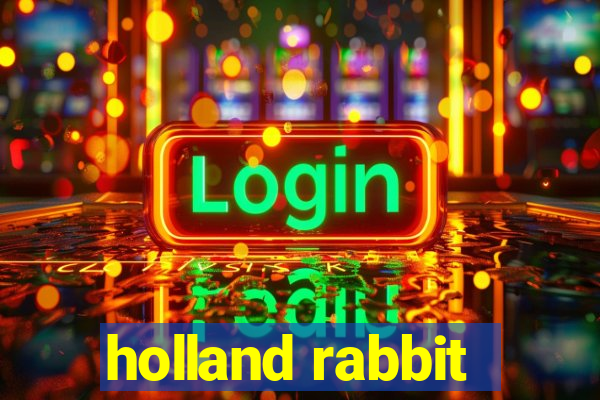 holland rabbit