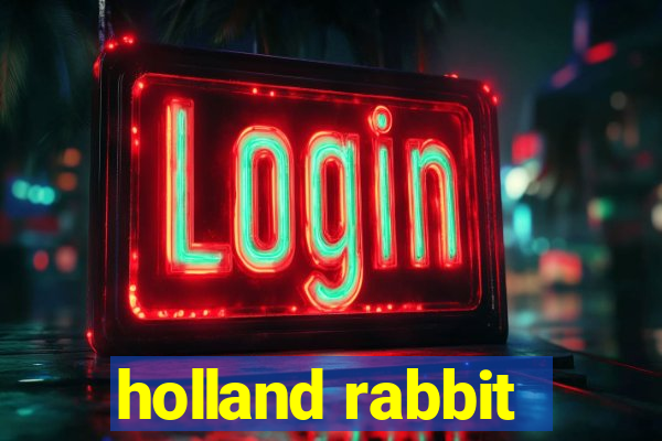 holland rabbit