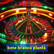 bete branca planta