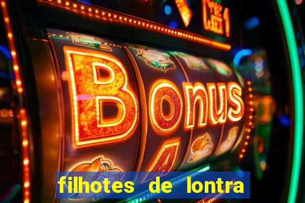 filhotes de lontra para vender