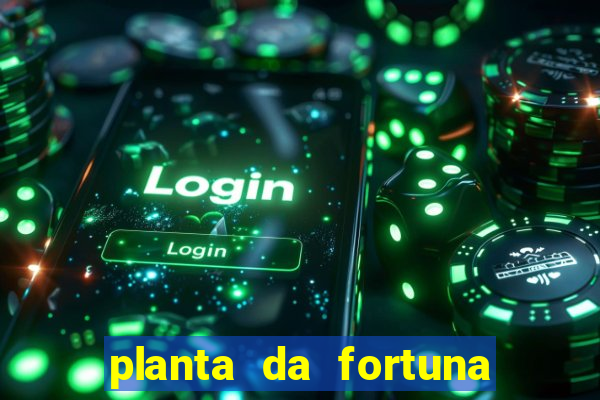 planta da fortuna e felicidade