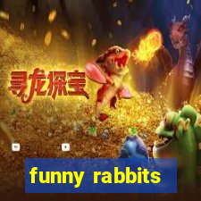 funny rabbits