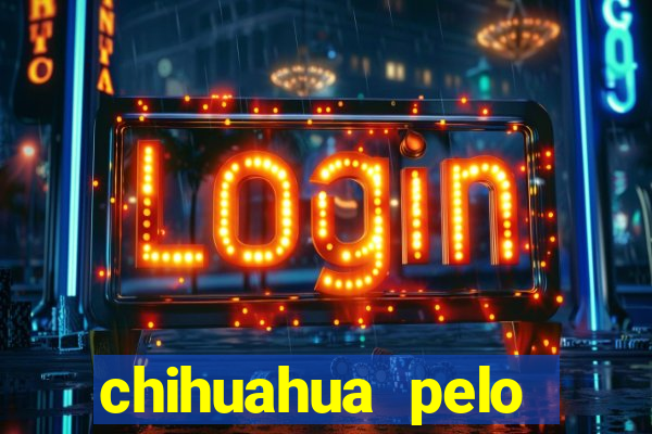 chihuahua pelo longo pre莽o