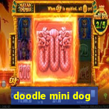 doodle mini dog