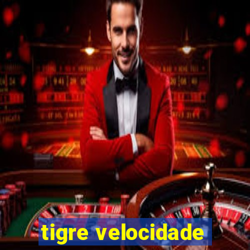 tigre velocidade