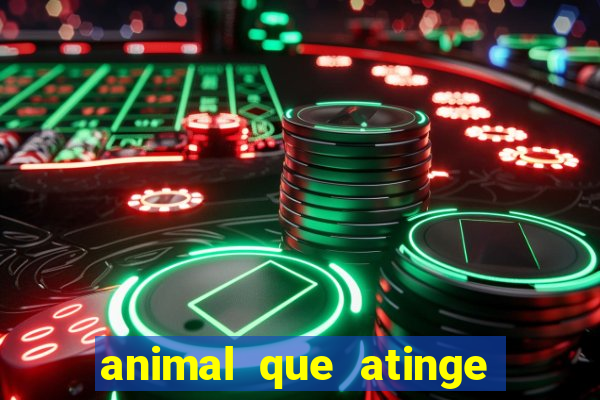 animal que atinge 230 decib茅is