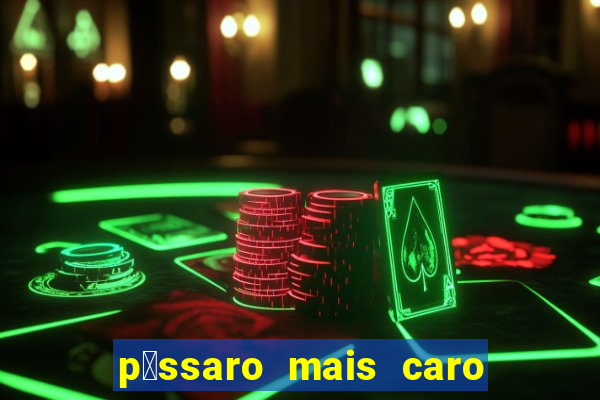 p谩ssaro mais caro do mundo