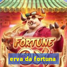 erva da fortuna