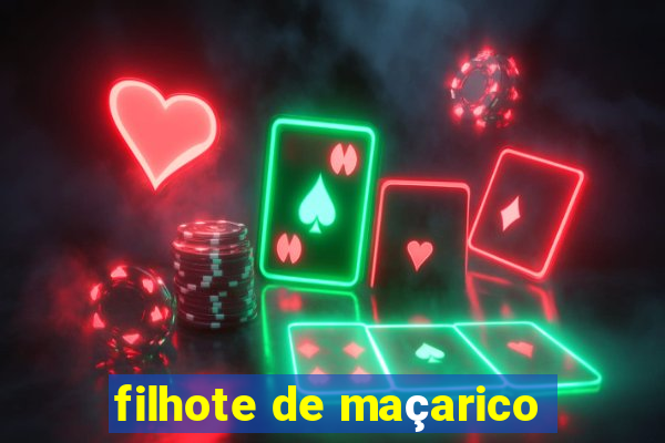 filhote de maçarico