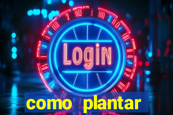 como plantar gergelim no vaso