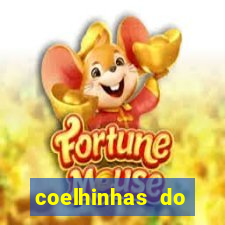 coelhinhas do brasil recife