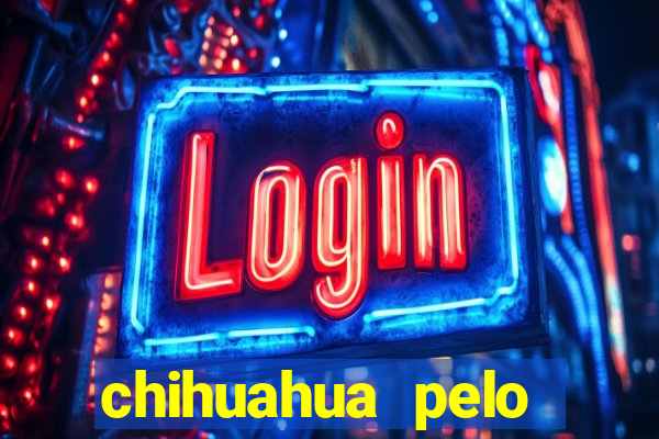 chihuahua pelo longo pre莽o