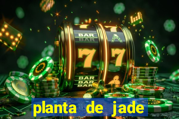 planta de jade significado espiritual